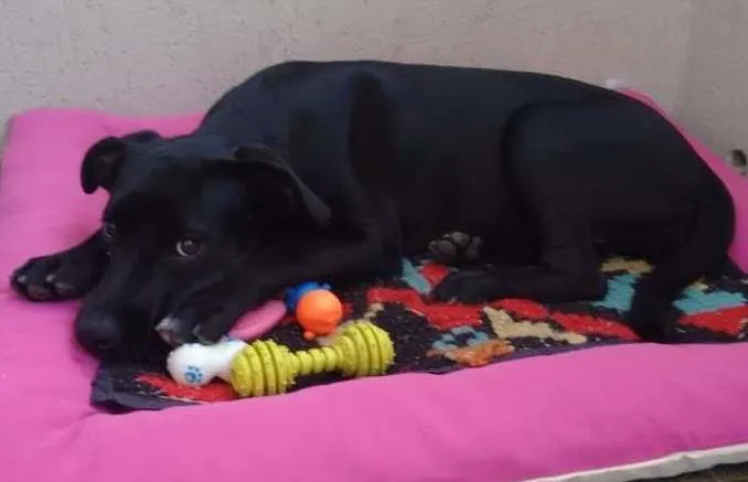 Cachorro ra a vira lata idade 2 a 6 meses nome Lara
