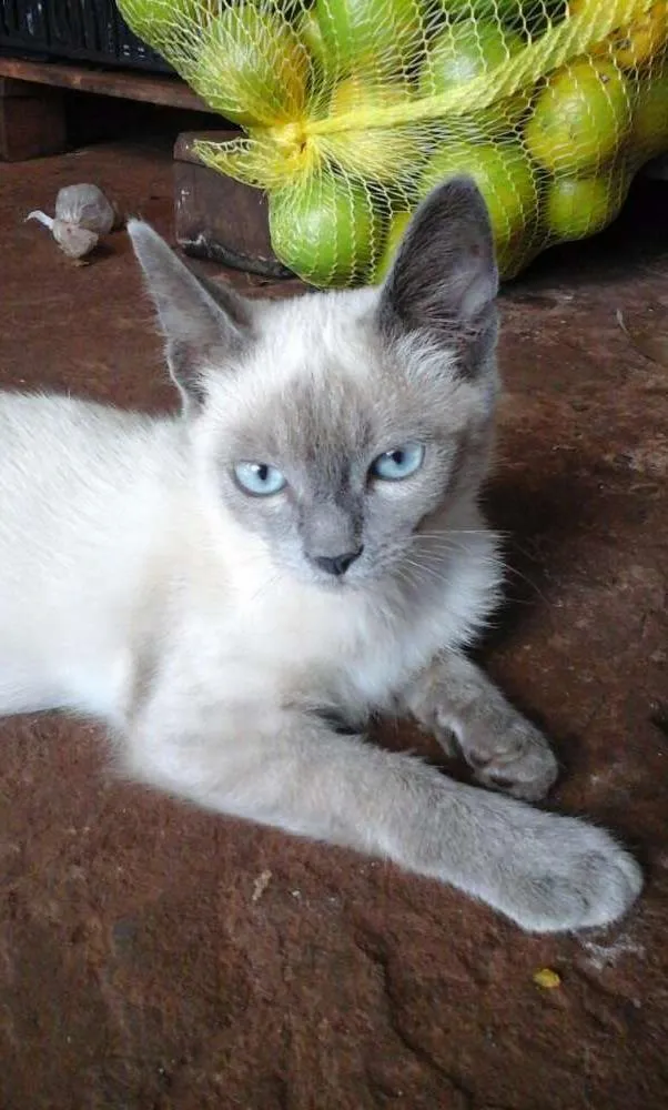 Gato ra a Siamês idade 2 a 6 meses nome fumaça