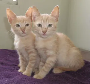Gato raça SRD idade 2 a 6 meses nome Ron e Giny