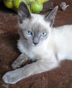 Gato raça Siamês idade 2 a 6 meses nome fumaça