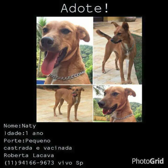 Cachorro ra a SRD idade 1 ano nome Naty