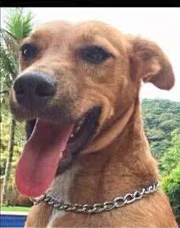 Cachorro ra a SRD idade 1 ano nome Naty