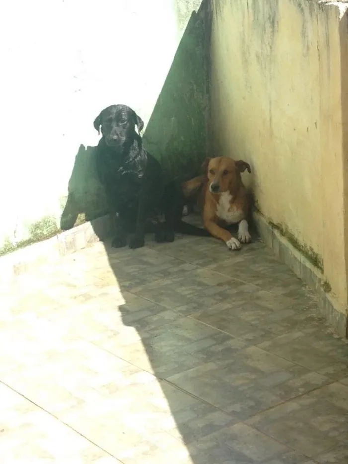 Cachorro raça Lavradora idade 3 anos nome Negona