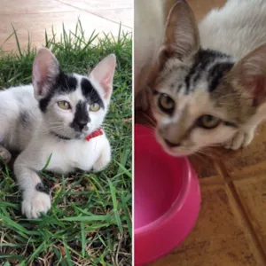 Gato raça SRD idade 2 a 6 meses nome Nina e Malu
