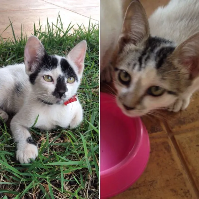 Gato ra a SRD idade 2 a 6 meses nome Nina e Malu