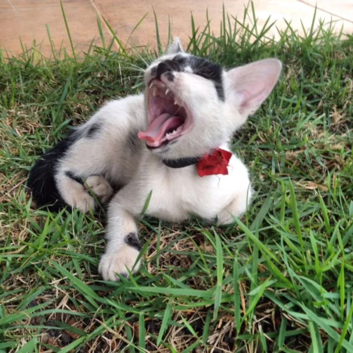 Gato ra a SRD idade 2 a 6 meses nome Nina e Malu