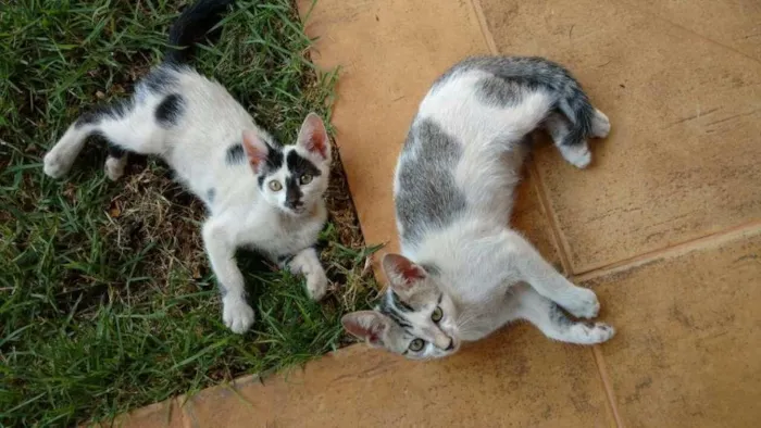 Gato ra a SRD idade 2 a 6 meses nome Nina e Malu