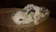 Nina e Malu