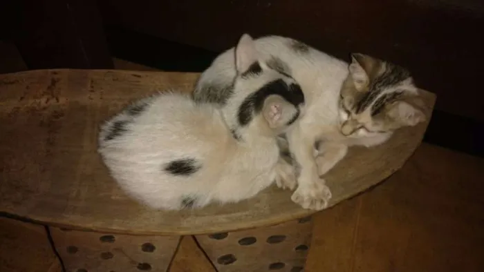 Gato ra a SRD idade 2 a 6 meses nome Nina e Malu