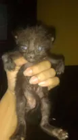 Felinos