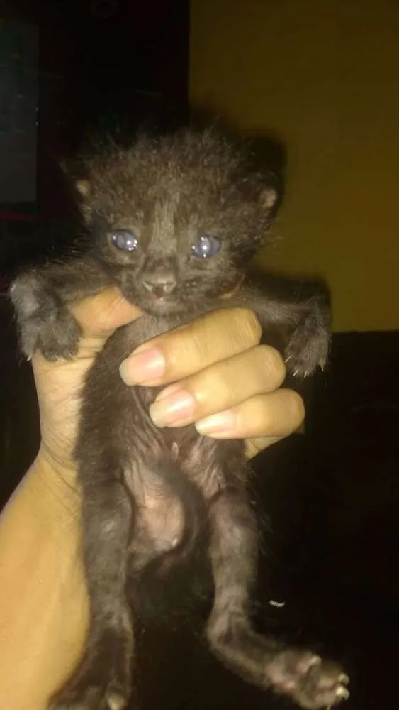 Gato raça Siames idade Abaixo de 2 meses nome Felinos