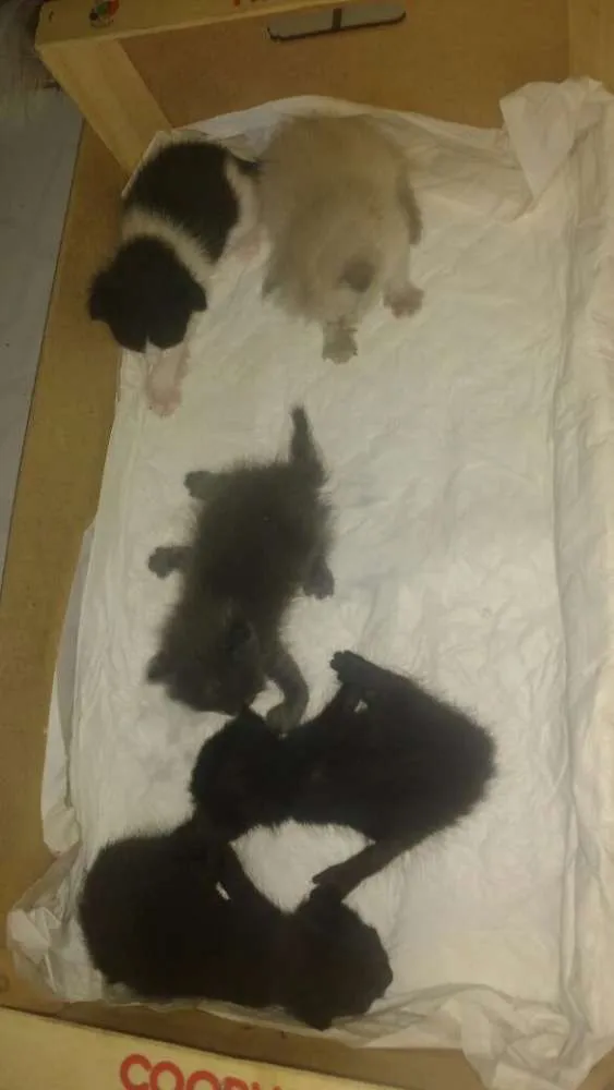 Gato raça Siames idade Abaixo de 2 meses nome Felinos