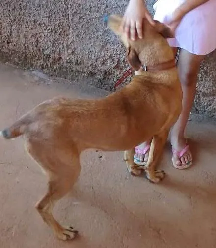 Cachorro ra a Misturada idade 3 anos nome Meg