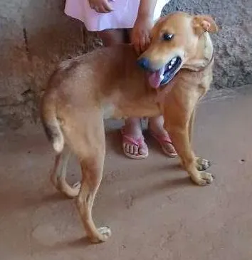 Cachorro ra a Misturada idade 3 anos nome Meg