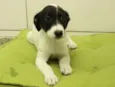 Dengoso, Pirata, Flo