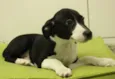 Dengoso, Pirata, Flo