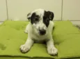 Dengoso, Pirata, Flo