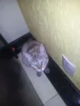 Bonita