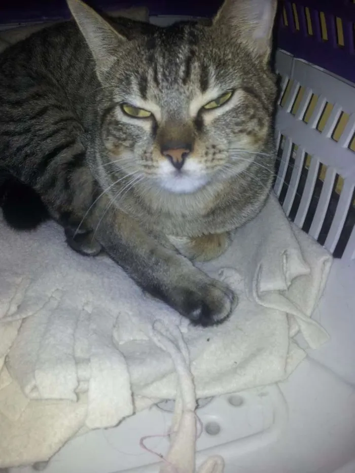 Gato raça SRD idade 7 a 11 meses nome Menina