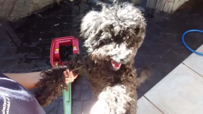 Cachorro raça Poodle idade 7 a 11 meses nome Não tem