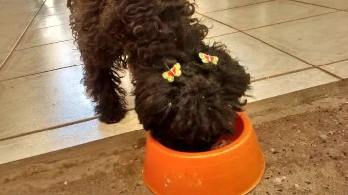 Cachorro raça Poodle idade 7 a 11 meses nome Não tem