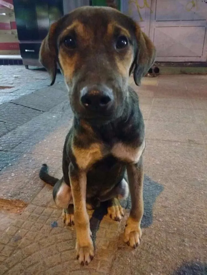 Cachorro ra a SRD idade 2 anos nome Cãozinho