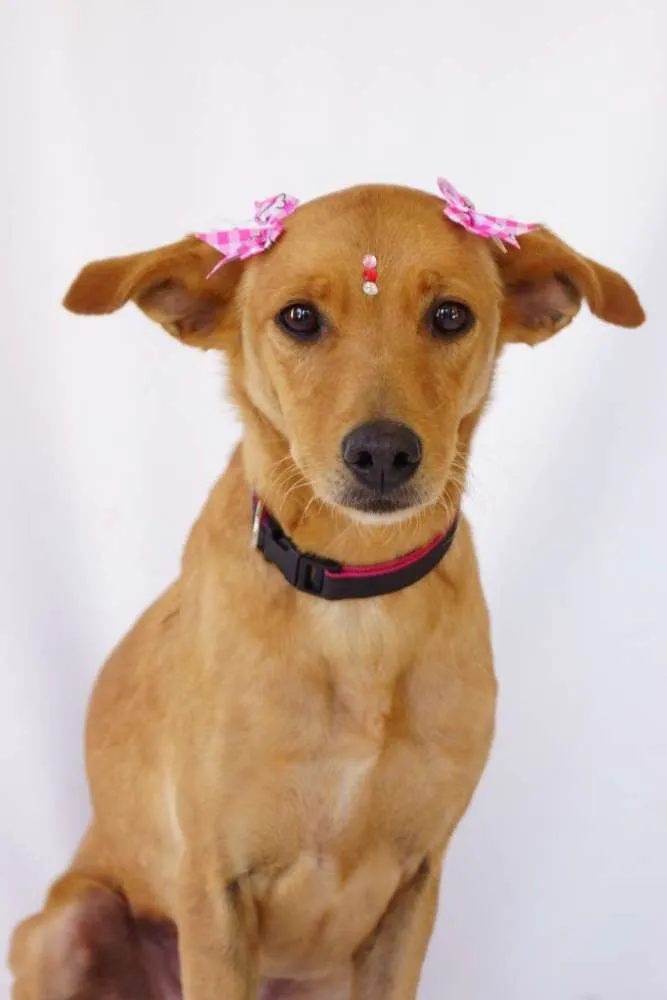 Cachorro ra a Srd idade 2 anos nome Clara