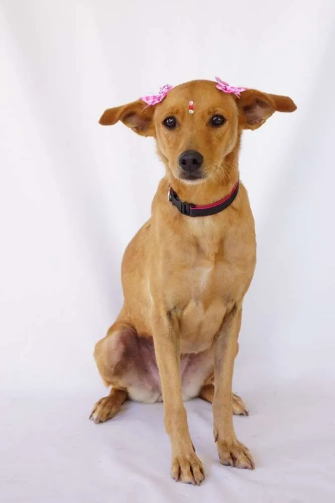 Cachorro ra a Srd idade 2 anos nome Clara