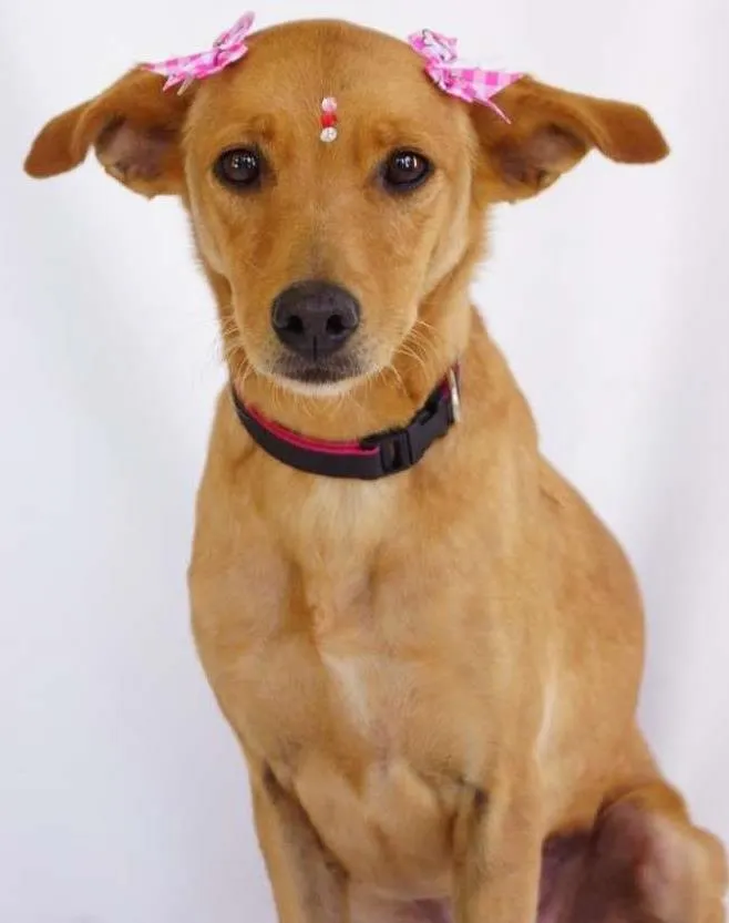 Cachorro ra a Srd idade 2 anos nome Clara
