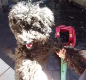 Cachorro raça Poodle idade 7 a 11 meses nome Não tem
