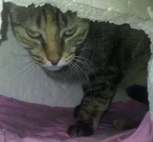 Gato raça SRD idade 2 anos nome Rajada