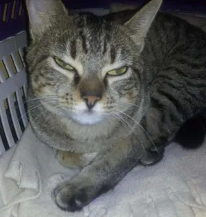 Gato raça SRD idade 7 a 11 meses nome Menina