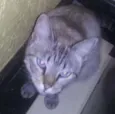 Bonita
