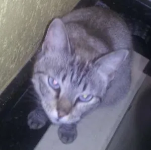 Gato raça SRD idade 7 a 11 meses nome Bonita
