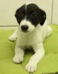 Dengoso, Pirata, Flo