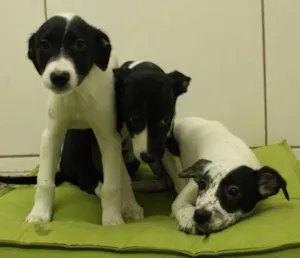 Cachorro raça SRD idade 2 a 6 meses nome Dengoso, Pirata, Flo