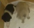 Felinos