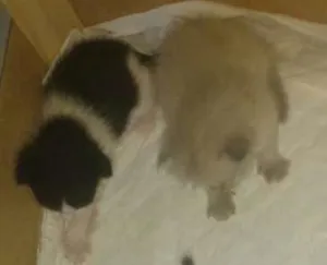 Gato raça Siames idade Abaixo de 2 meses nome Felinos