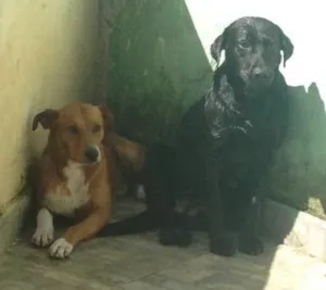 Cachorro raça Lavradora idade 3 anos nome Negona