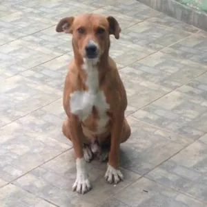 Cachorro raça  idade 3 anos nome Frank