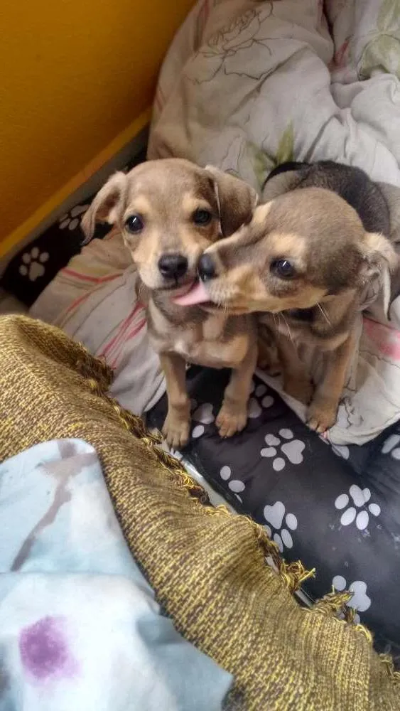 Cachorro ra a  SRD porém a mãe é mistura de labrador  idade 2 a 6 meses nome Sem nome
