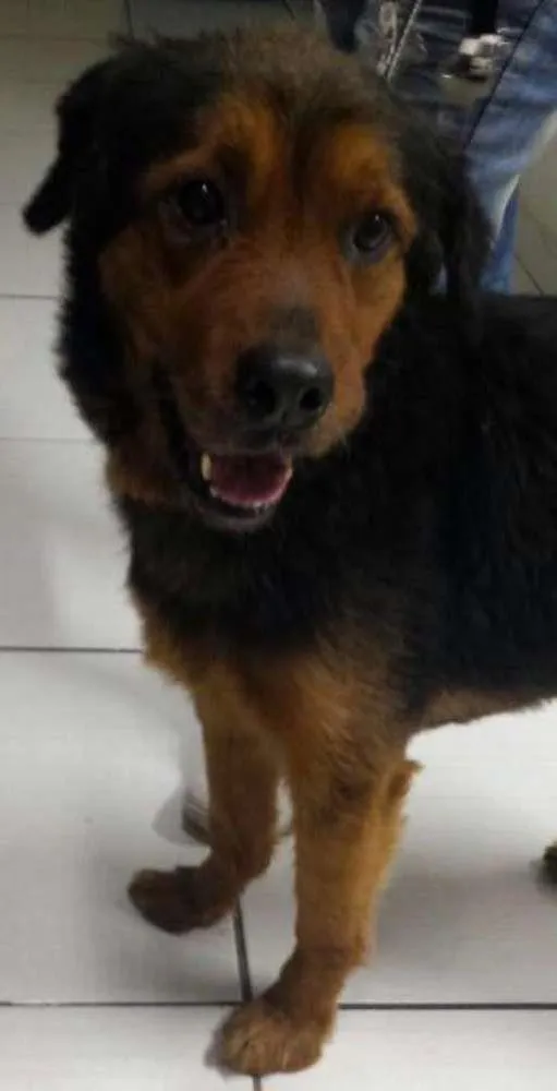 Cachorro ra a SRD idade 1 ano nome Julio