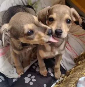 Cachorro raça  SRD porém a mãe é mistura de labrador  idade 2 a 6 meses nome Sem nome