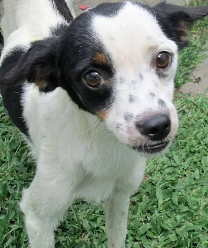 Cachorro ra a  idade 3 anos nome Belinha Pequenina