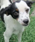 Belinha Pequenina