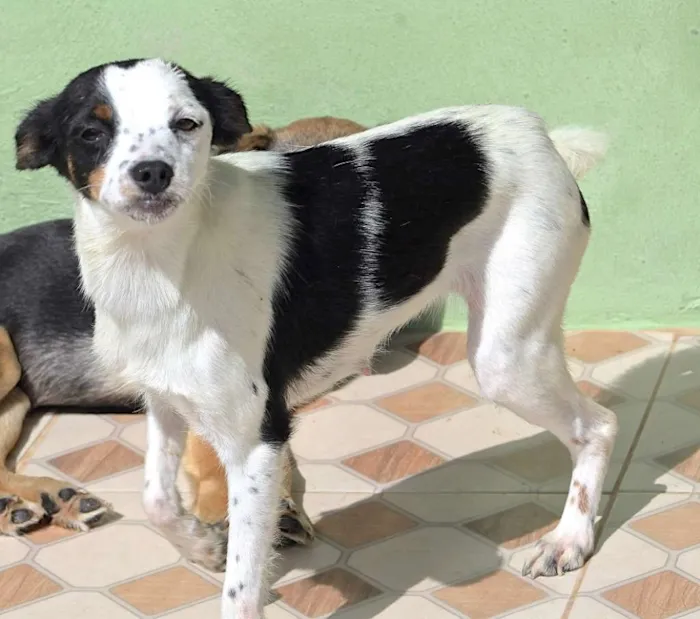 Cachorro ra a  idade 3 anos nome Belinha Pequenina