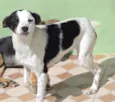Belinha Pequenina