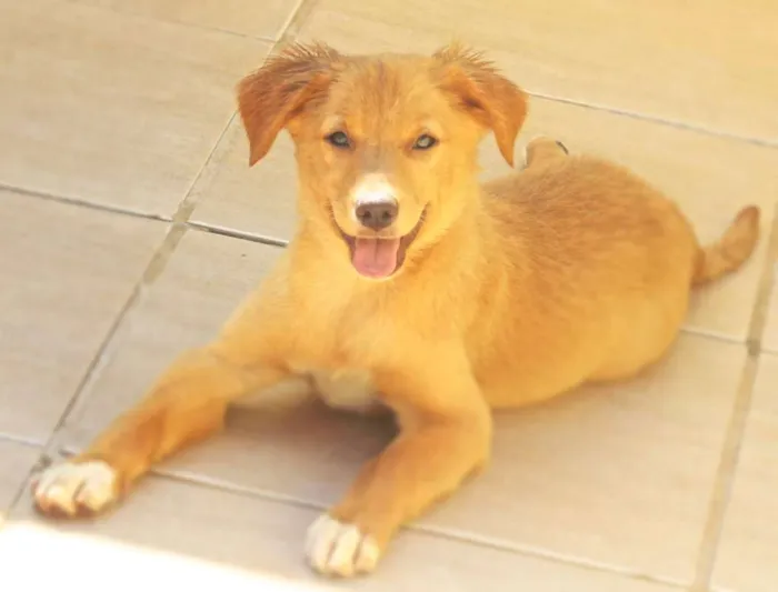 Cachorro ra a  idade 2 a 6 meses nome Melany Filhote