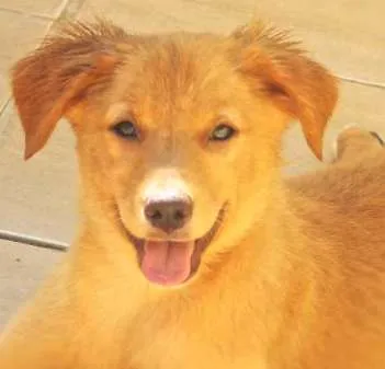 Cachorro ra a  idade 2 a 6 meses nome Melany Filhote