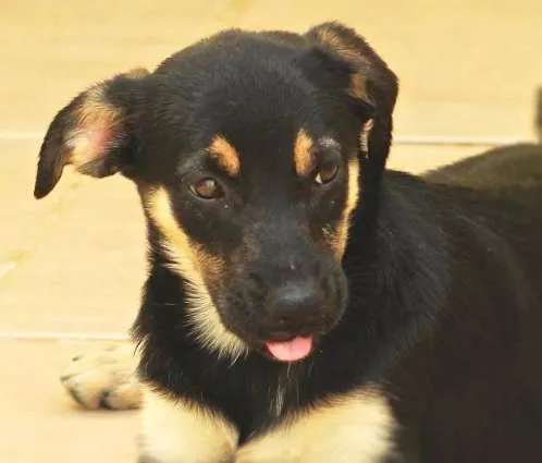 Cachorro ra a  idade 2 a 6 meses nome Morgana Filhote